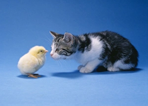 CAT - Chick and kitten