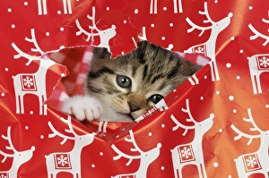 CAT - Kitten looking through hole in Christmas wrapping paper CAT - Kitten looking through hole in Christmas wrapping paper