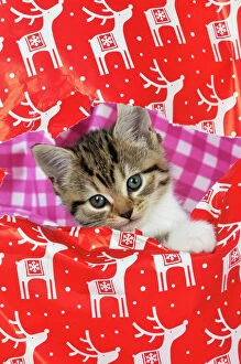 Kittens Collection: CAT. Kitten looking through hole in christmas wrapping paper
