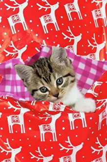 CAT. Kitten looking through hole in christmas wrapping paper