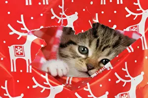 Paper Prints: CAT. Kitten looking through hole in christmas wrapping paper Digital Manipulation: removed highlight reflections