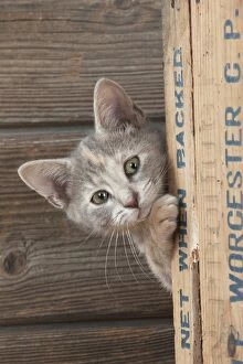 Images Dated 9th November 2011: CAT - Kitten looking around the side of a wooden box