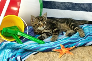 Cat - Tabby kitten sitting down