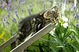 Cat Kitten lying on chair in garden