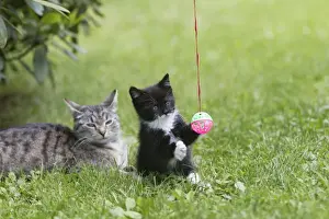 Cat - kitten with mother in garden - playing with bell-ball - Lower Saxony - Germany