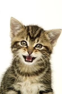 CAT - Kitten with mouth open