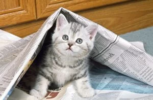 Images Dated 24th March 2011: Cat - kitten under newspaper