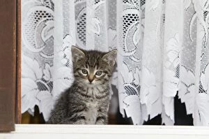 Images Dated 30th June 2011: Cat - kitten in open doorway - Lower Saxony - Germany