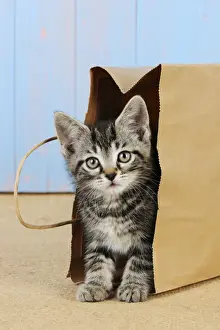 Bags Prints: Cat - Kitten in paper bag