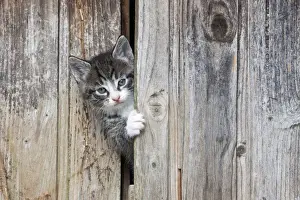 Opening Prints: Cat - kitten peering out of garden shed - Lower Saxony - Germany