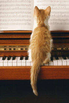 Cat - kitten on piano