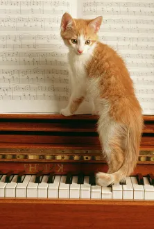 Ginger And White Collection: Cat Kitten on Piano