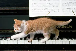 Cat - kitten on piano