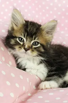 Cat - Kitten on pink background