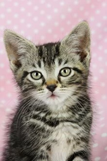 Images Dated 24th July 2009: Cat - Kitten on pink background