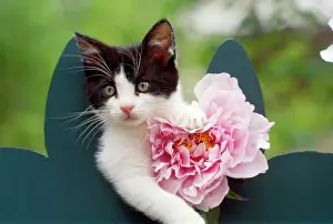 With Flowers Prints: Cat - kitten with pink flower