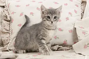 Cat - kitten with pink flowery cushions
