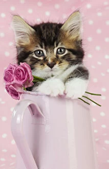 Images Dated 3rd February 2020: Cat. Kitten in pink jug with pink roses Date: 24-Jul-09