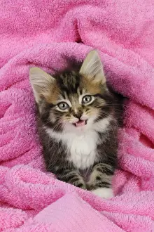Cat. Kitten on pink towel