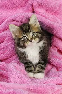 Cat. Kitten on pink towel