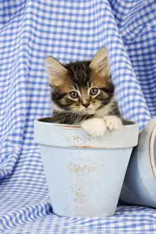 Kitten Prints: Cat. Kitten in plant pots