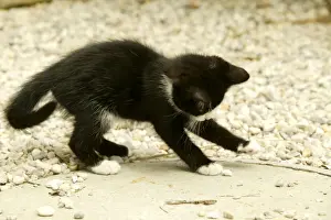 Pouncing Prints: Cat Kitten playing