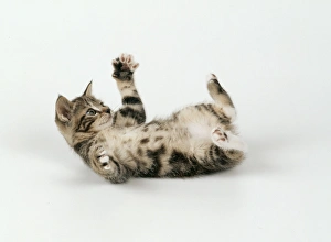 Cat - Kitten 45 days