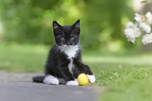 Cat - kitten playing with ball in garden - Lower Saxony - Germany