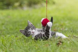 Images Dated 16th July 2011: Cat - kitten playing with ball of wool in garden - Lower Saxony - Germany