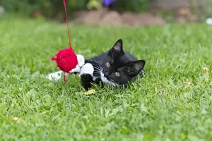 Lawns Prints: Cat - kitten playing with ball of wool in garden - Lower Saxony - Germany