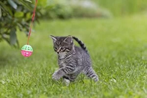 Images Dated 29th June 2011: Cat - kitten playing with bell-ball in garden - Lower Saxony - Germany