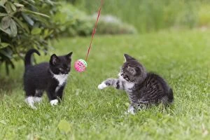 Images Dated 29th June 2011: Cat - two kitten playing with bell-ball in garden - Lower Saxony - Germany