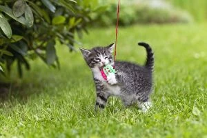 Images Dated 29th June 2011: Cat - kitten playing with bell-ball in garden - Lower Saxony - Germany