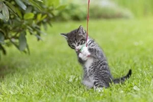 Images Dated 29th June 2011: Cat - Kitten playing with bell-ball in garden - Lower Saxony - Germany