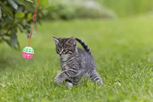 Cat - kitten playing with bell-ball in garden - Lower Saxony - Germany