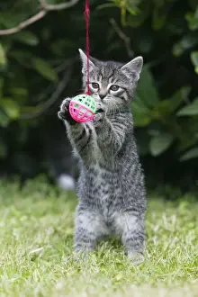 Cat - kitten playing with bell-ball in garden - Lower Saxony - Germany