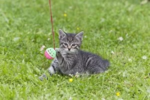 Images Dated 7th July 2011: Cat - kitten playing with bell-ball on lawn - Lower Saxony - Germany