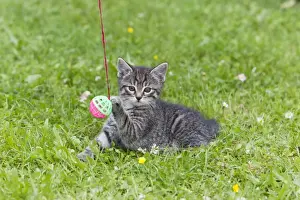 Lawns Prints: Cat - kitten playing with bell-ball on lawn - Lower Saxony - Germany