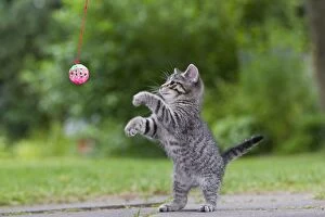 Images Dated 12th July 2011: Cat - kitten playing with bell-ball - Lower Saxony - Germany
