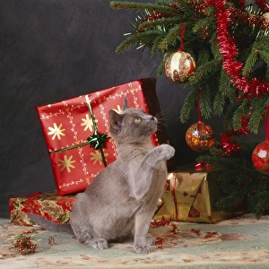 CAT - grey kitten amongst presents