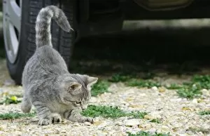 Cat - Kitten playing on driveway