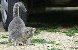 Images Dated 20th October 2006: Cat - Kitten playing on driveway