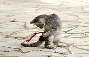 Images Dated 20th October 2006: Cat - Kitten playing in garden