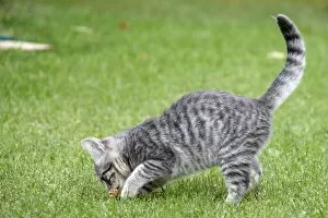Cat - Kitten playing in garden