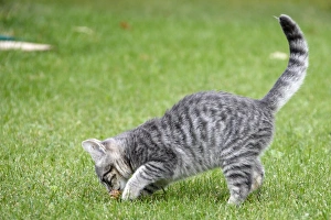 Images Dated 20th October 2006: Cat - Kitten playing in garden