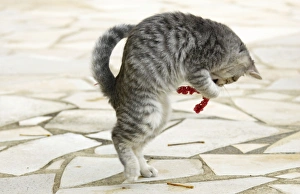 Images Dated 20th October 2006: Cat - Kitten playing in garden