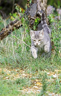 Images Dated 20th October 2006: Cat - Kitten playing in garden