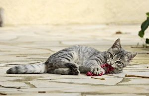 Images Dated 20th October 2006: Cat - Kitten playing in garden
