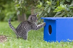Images Dated 19th July 2011: Cat - kitten playing in garden - Lower Saxony - Germany
