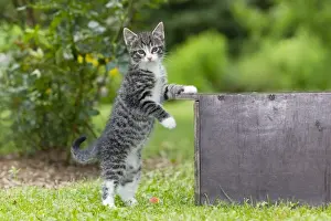 Lawns Prints: Cat - kitten playing in garden - Lower Saxony - Germany